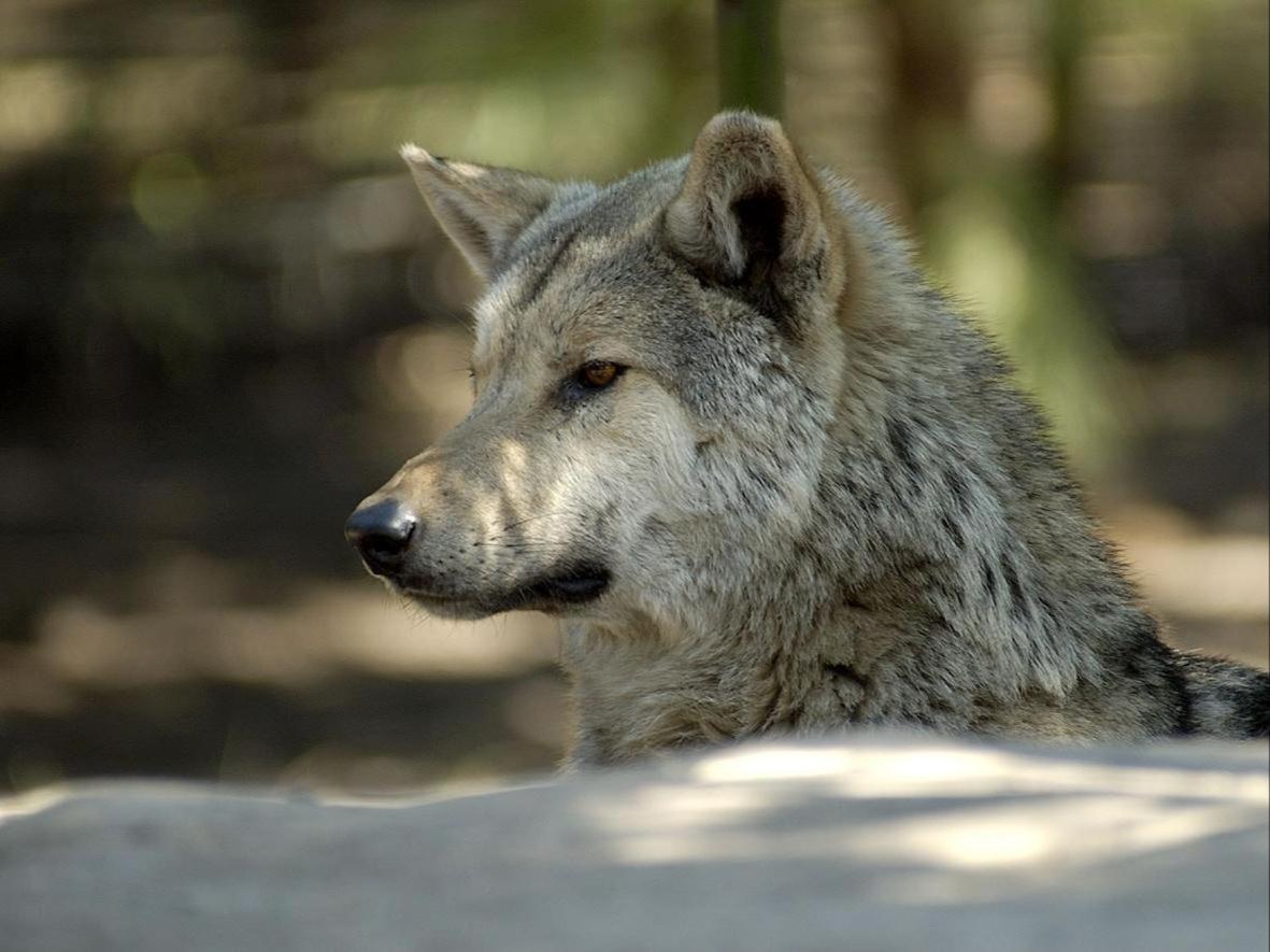 Tsitsikamma Wolf Sanctuary Eco Cabins & Teepees Stormsrivier Luaran gambar
