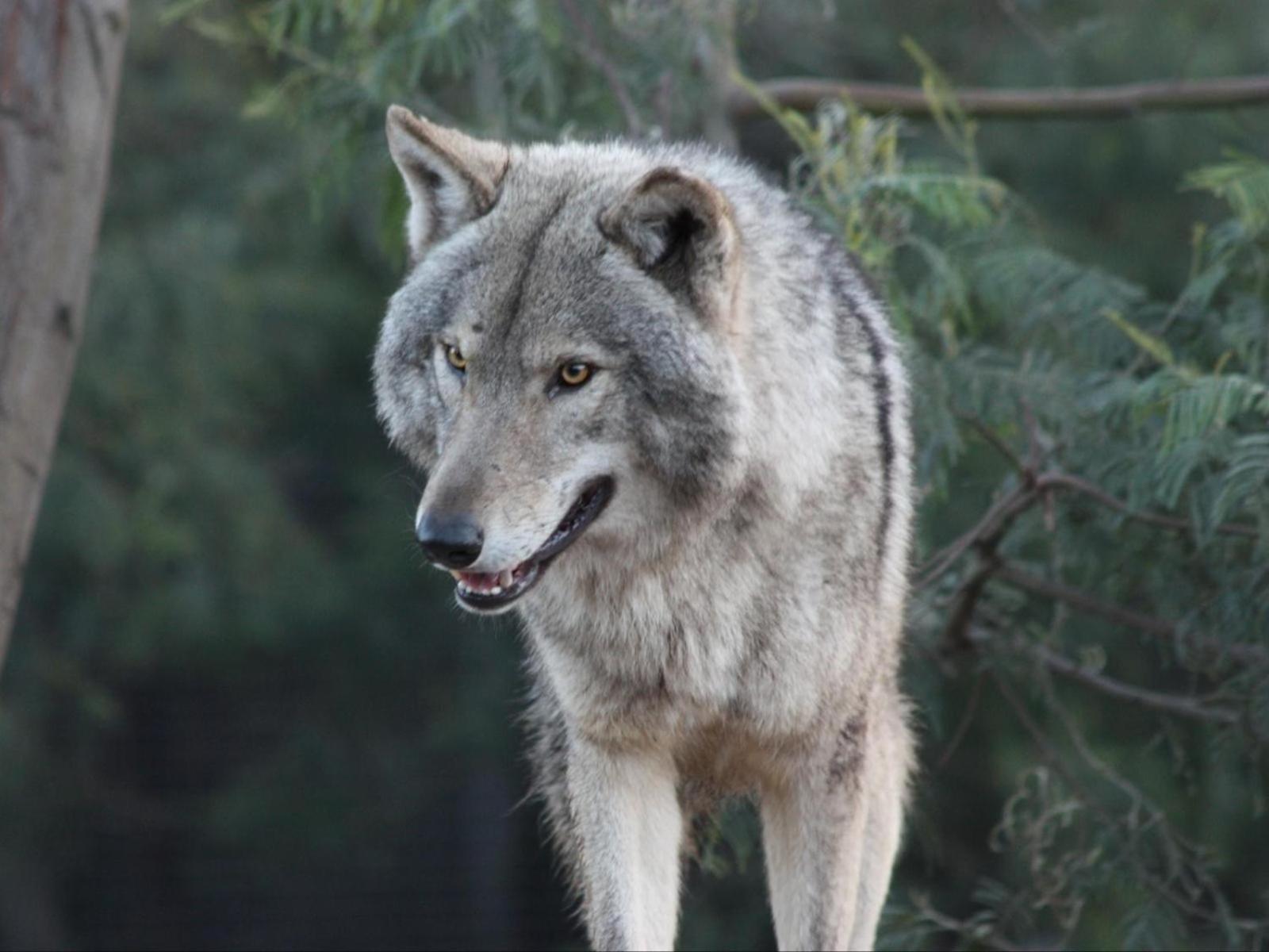 Tsitsikamma Wolf Sanctuary Eco Cabins & Teepees Stormsrivier Luaran gambar