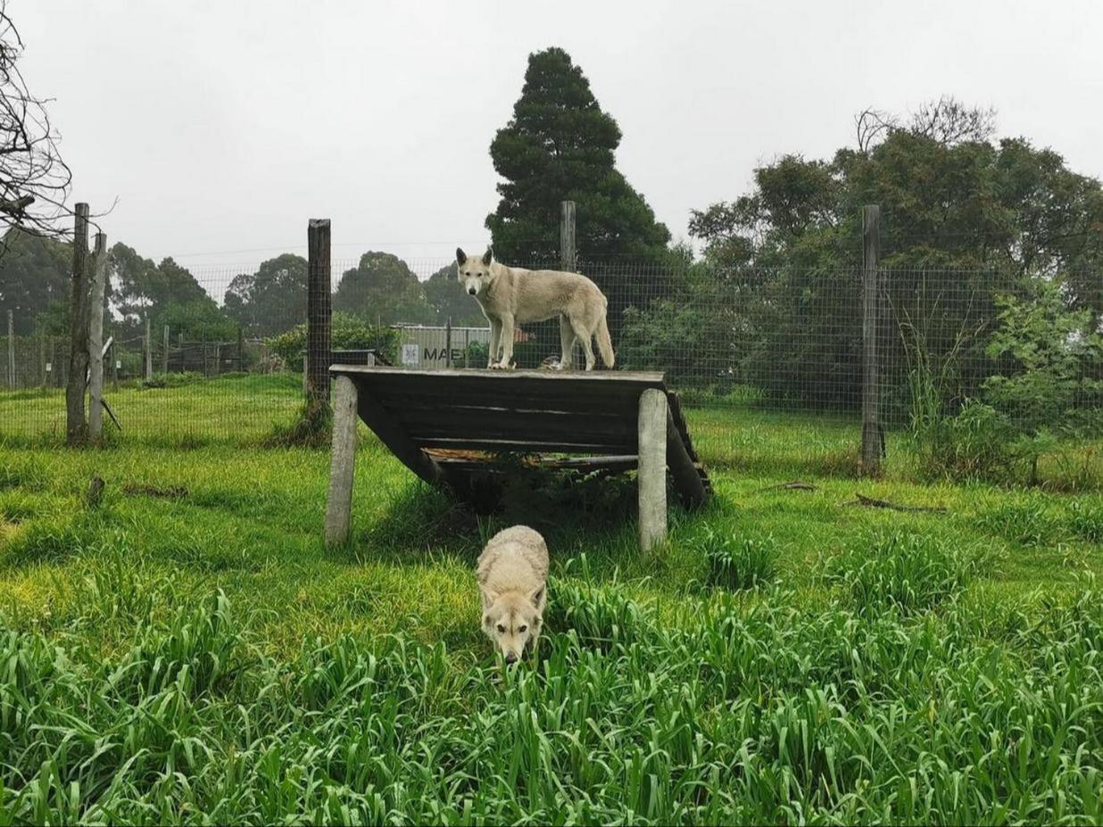 Tsitsikamma Wolf Sanctuary Eco Cabins & Teepees Stormsrivier Luaran gambar