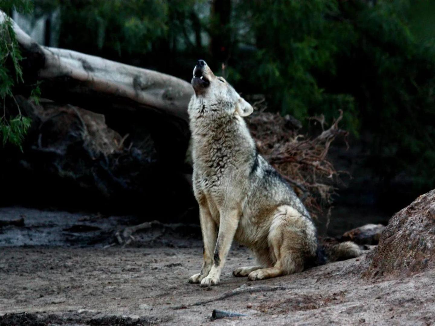 Tsitsikamma Wolf Sanctuary Eco Cabins & Teepees Stormsrivier Luaran gambar