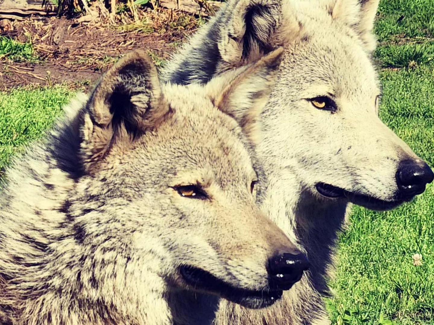 Tsitsikamma Wolf Sanctuary Eco Cabins & Teepees Stormsrivier Luaran gambar