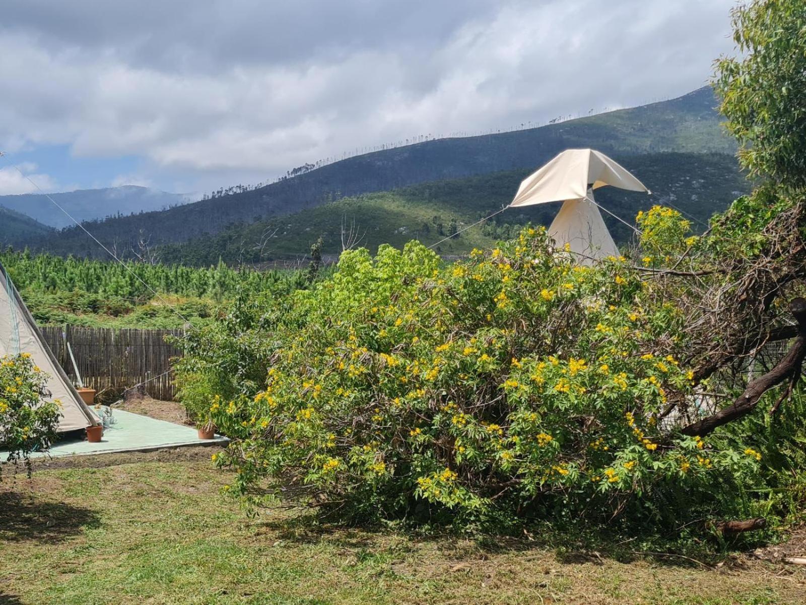 Tsitsikamma Wolf Sanctuary Eco Cabins & Teepees Stormsrivier Bilik gambar